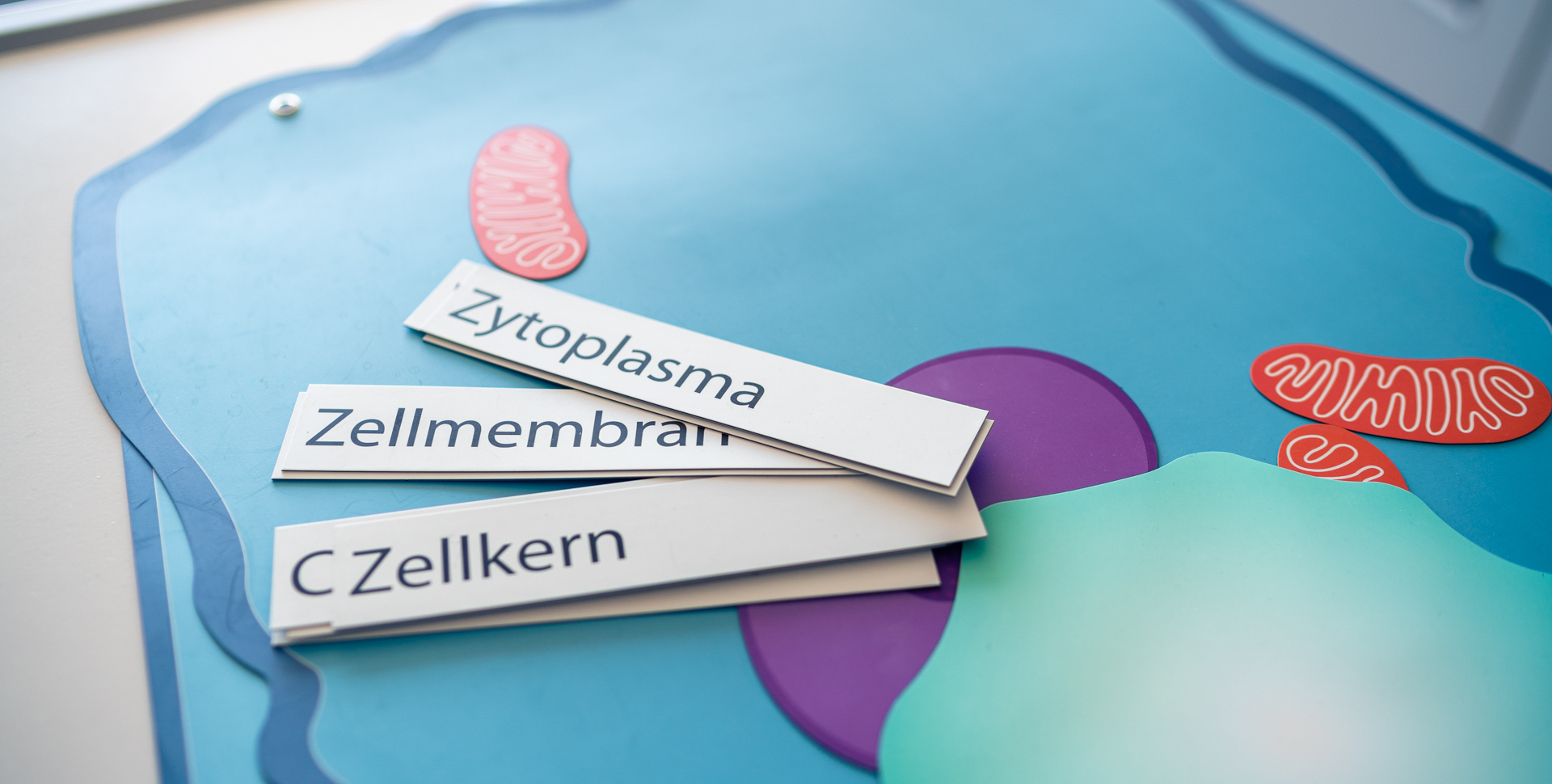 Begriffe aus dem MINT-Fach Biologie